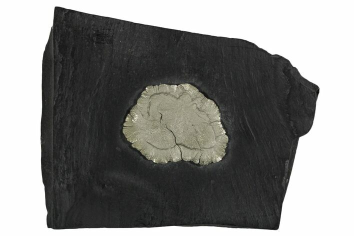 Pyrite Sun on Slate - Sparta, Illinois #348931